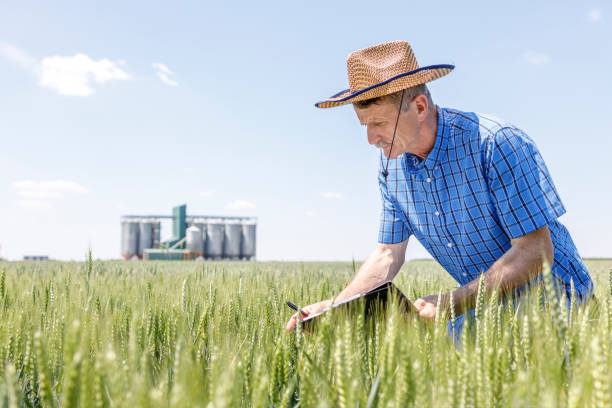 istock Serious mature farmer looking at wheat crops and holding notepad 1401100145