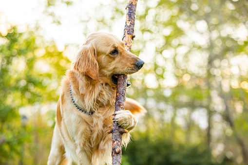 Family pet golden retriever dog fetching a stick