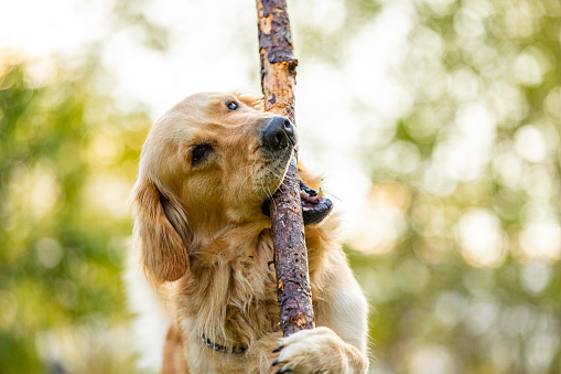 Family pet golden retriever dog fetching a stick