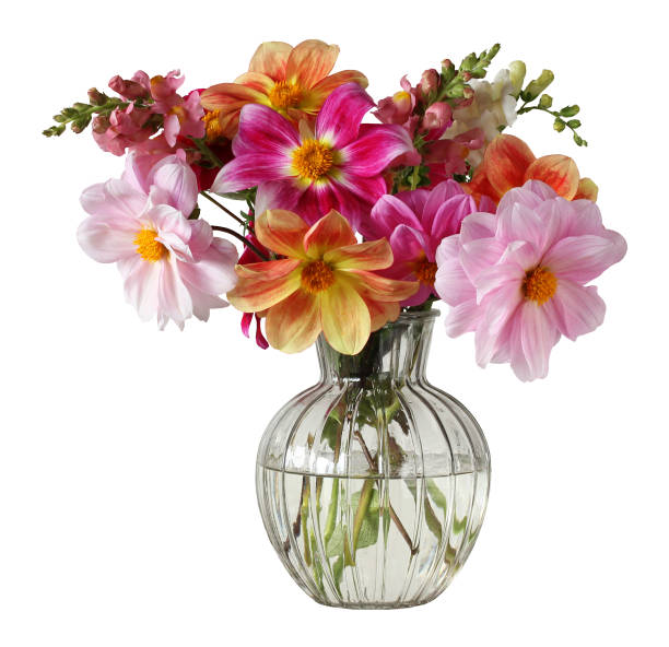 istock dahlias and snapdragons isolated on a white. 1401102743