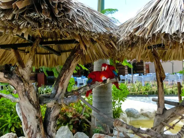 Photo of Green parrot close-up on a ranch in the Dominican Republic