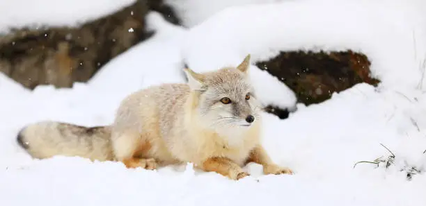 Corsac Fox, Vulpes corsac, in the nature habitat with prey, found in steppes, semi-deserts and deserts in Central Asia