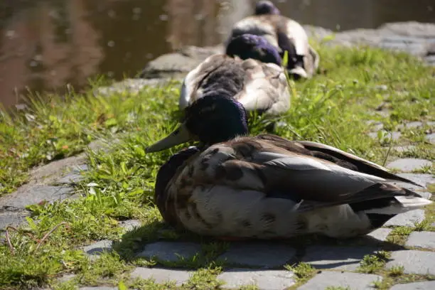 A Duck sleeping  on the shore