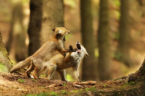 Two red fox cubes playing in forest in summer morning - Vulpes Vulpes