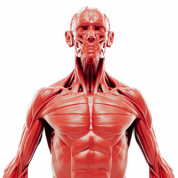 chest anatomy ripl fitness