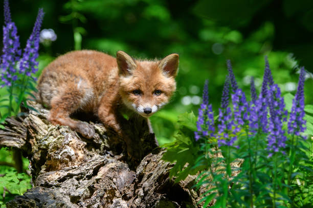 istock Red fox, vulpes vulpes, small young cub in forest on the stump. Cute little wild predators in natural environment 1401107326