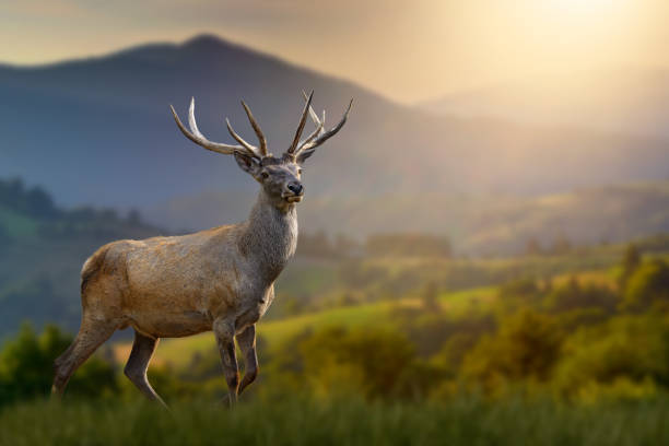 red deer in the grass against the backdrop of mountains at sunset - red deer animal mammal wildlife imagens e fotografias de stock