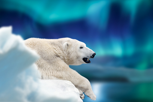 Polar bear lies on a glacier with Northern Lights, Aurora Borealis. Dangerous beast on snow. Wildlife scene from nature
