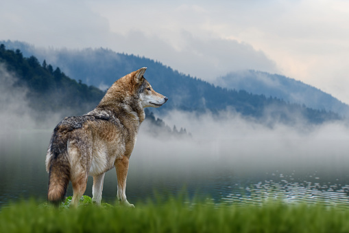 Close Wolf stands in the grass and looks into the distance against the backdrop of mountains