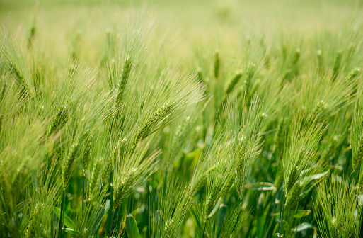 Korea Gapado Barley Field April\nBarley in the barley field with beautiful green is shaking in the wind.