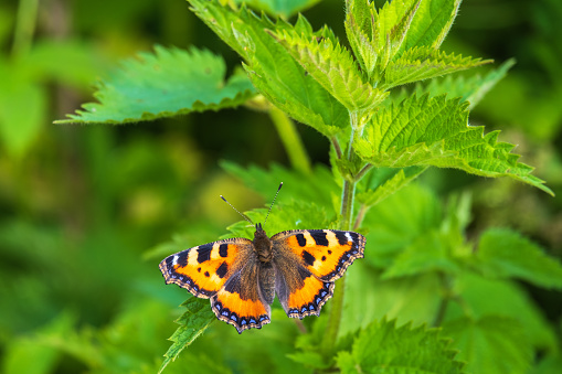 Stinging nettle with a Small tortoiseshell butterfly