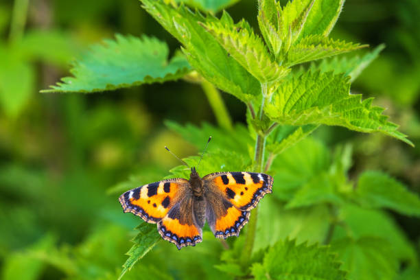 Stinging nettle with a Small tortoiseshell butterfly Stinging nettle with a Small tortoiseshell butterfly small tortoiseshell butterfly stock pictures, royalty-free photos & images