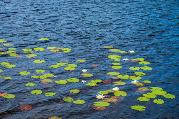 istock White water lily floating on a lake 1401108434