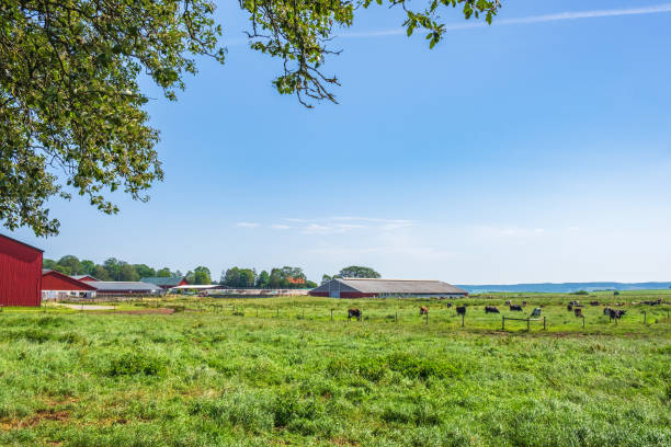 istock Rural landscape with cattle at a farm 1401108440