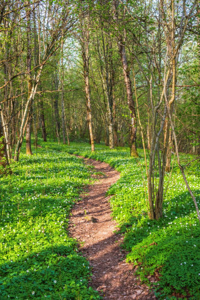 istock Winding nature trail in a spring forest 1401109067