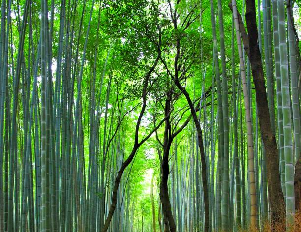 istock Bamboo forest in Arashiyama,Kyoto 1401109416