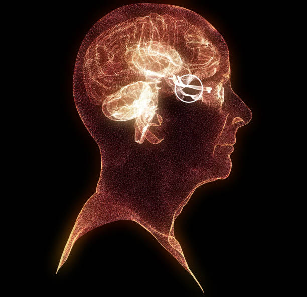 optic nerve, section of the brain seen from the side. nerve injury. poor eyesight. optic neuritis. inflammation. elder woman, side view - macular degeneration imagens e fotografias de stock