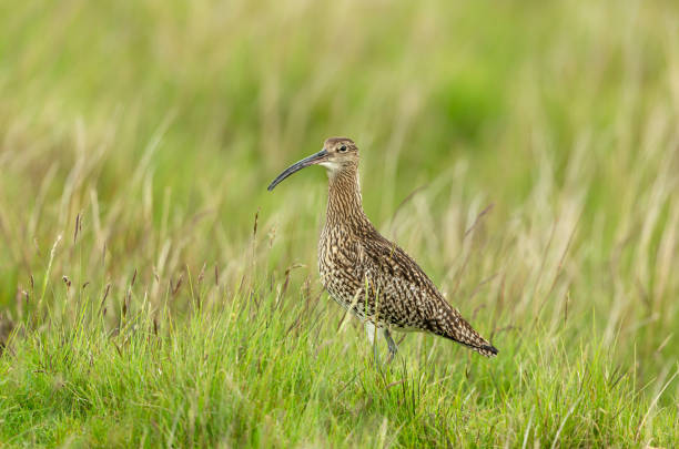 Adult Curlew in Springtime, facing left in natural moorland habitat on the North Yorkshire Moors, UK. IUCN Red-listed bird. Adult Curlew in Springtime, facing left in natural moorland habitat on the North Yorkshire Moors, UK. IUCN Red-listed bird. Scientific name: Numenius Arquata.  Clean background.  Copy space. numenius americanus stock pictures, royalty-free photos & images