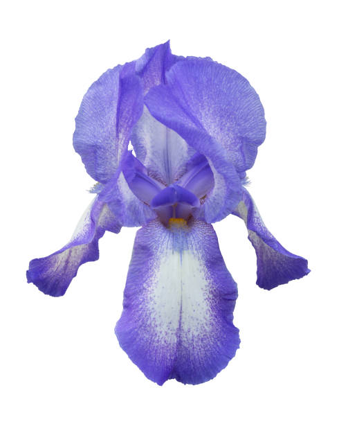 istock Head of violet iris flower isolated on white background 1401112603