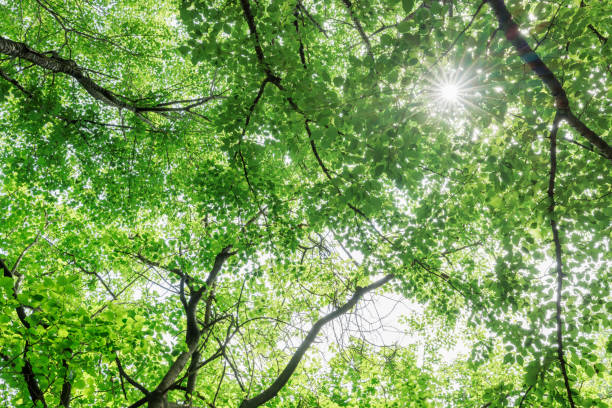 istock Fresh spring plants with beautiful fresh green 1401112831