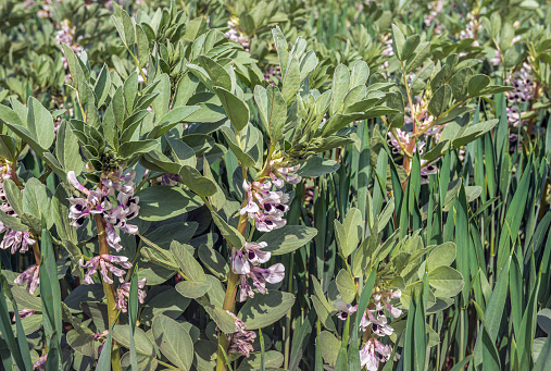 Closeup of flowering broad bean plants on the edge of a field on a sunny spring day. Reeds grow among the crop.