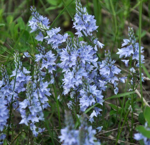 istock In the spring, the Veronica prostrata blooms among the herbs 1401114526