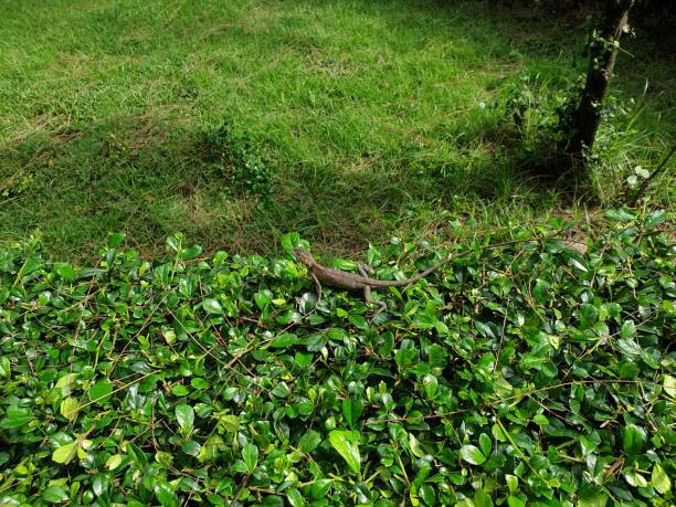 istock Greenery background of nature plant and leaf 1401115202