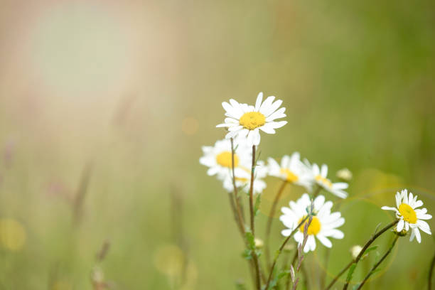 istock Summer meadow with daisy flowers over blurred green background with sunlight 1401115296