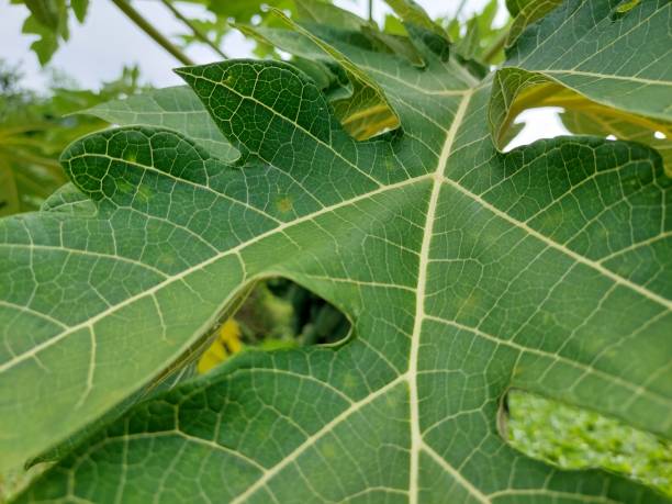 istock Greenery background of nature plant and leaf 1401115326