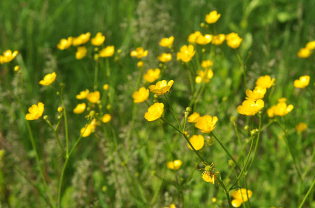 istock Buttercup (Ranunculus) blooms in nature 1401115358