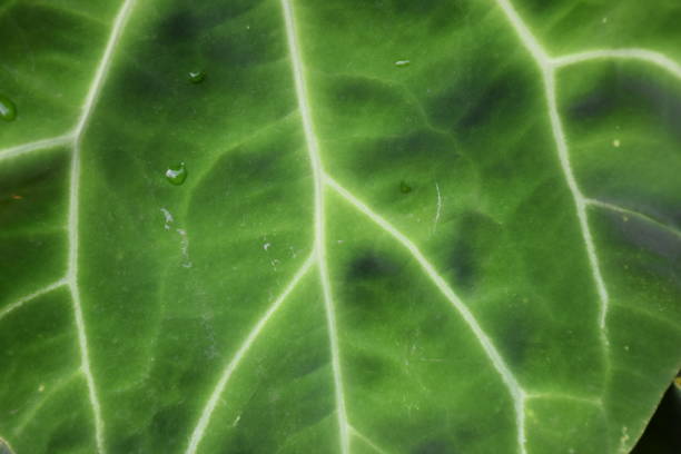 Greenery background, green color of nature plant and leaf environment greenery concept