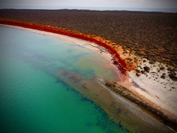 istock Desert meets coral reef 1401116328