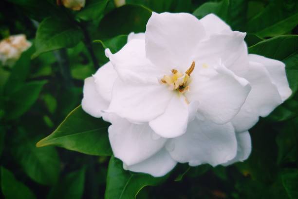 istock Gardenia Jasminoides 1401116371