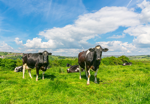 Holstein Friesian cows facing forward in lush green meadow with blue sky and fluffy, white cloud background. Facing forward.  North Yorkshire Moors, UK.  Copy Space.  Horizontal