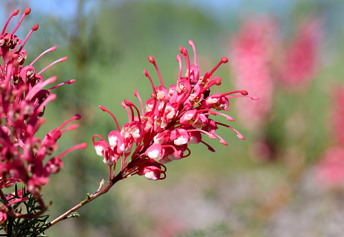 Red and white flowers of the Australian native Grevillea georgeana, family Proteaceae, against a blue sky. Endemic to inland southwest Western Australia. Flowers from winter to spring.