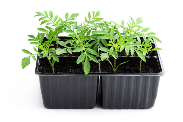 istock Baby marigold plant in recyclable plastic pots isolated on white 1401120023