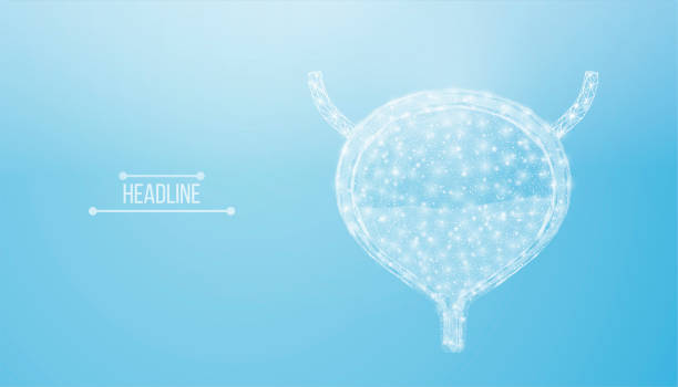 Human bladder. Design element for medical concept, bladder cancer, cystitis, human excretory system. Wireframe low poly style. Abstract vector illustration on blue background Human bladder. Design element for medical concept, bladder cancer, cystitis, human excretory system. Wireframe low poly style. Abstract vector illustration on blue background bladder cancer stock illustrations