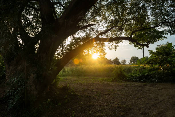Sunset rays through green meadow and silhouette big old trees in spring.