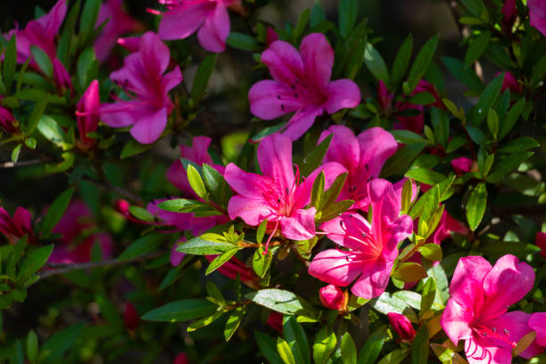istock Pink satsuki flowers in the sunlight 1401121578