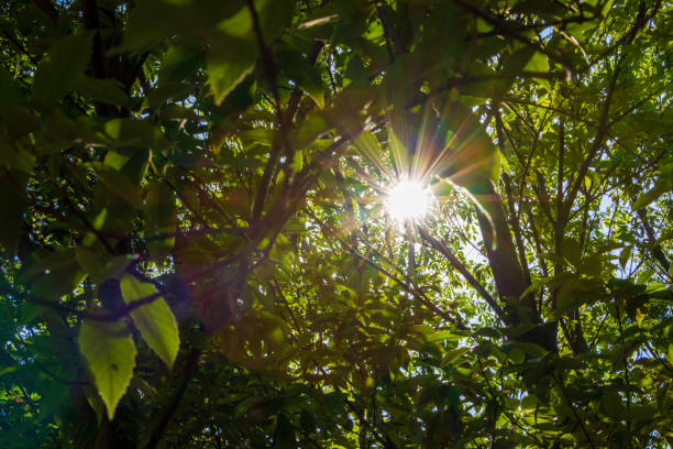 istock The bright sunlight shining through the trees into the forest 1401121582
