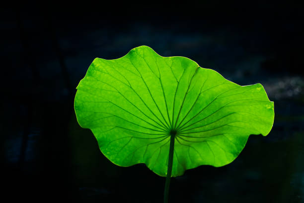 바하이 잎 - water lily floating on water lotus leaf 뉴스 사진 이미지