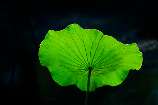 Lotus leaf isolated on white background with clipping path, Waterlily leaf