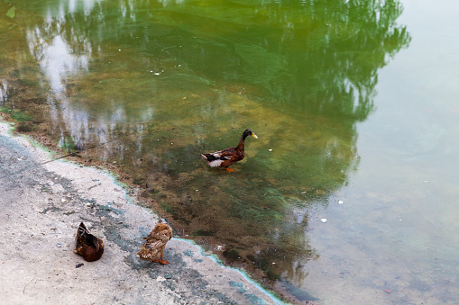 Wild ducks in the park pond