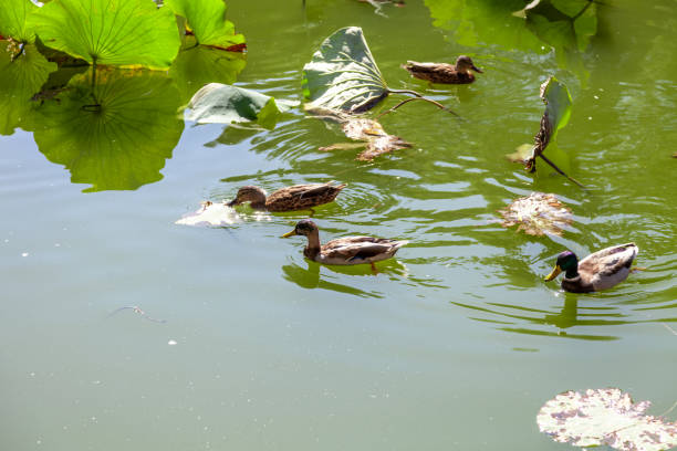 istock Wild ducks in the park pond 1401122815