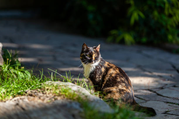 stray cat.wildcat - mouth open lying down biting alertness imagens e fotografias de stock