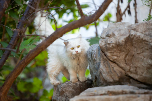 gato perdido.wildcat - mouth open lying down biting alertness - fotografias e filmes do acervo