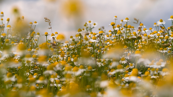 Chamomile flowers field wide background in sunlight. Blooming medical chamomilla. Flowery Meadow.