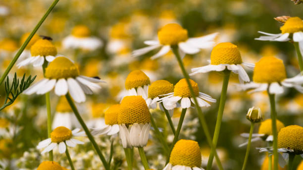 kamillenblumenfeld aus nächster nähe, blumige wiese - wildflower spring close up daisy stock-fotos und bilder