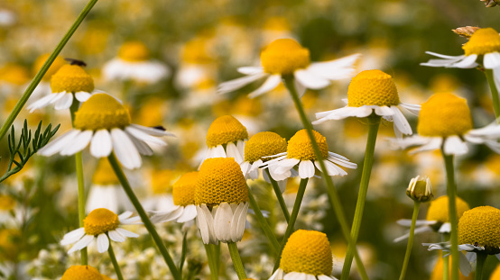 Close up Chamomile flowers field, flowery Meadow