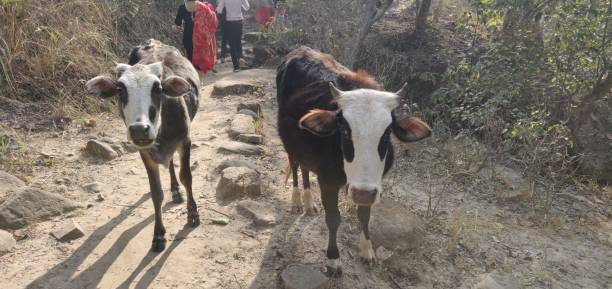 istock Baby cow forest images 1401123040